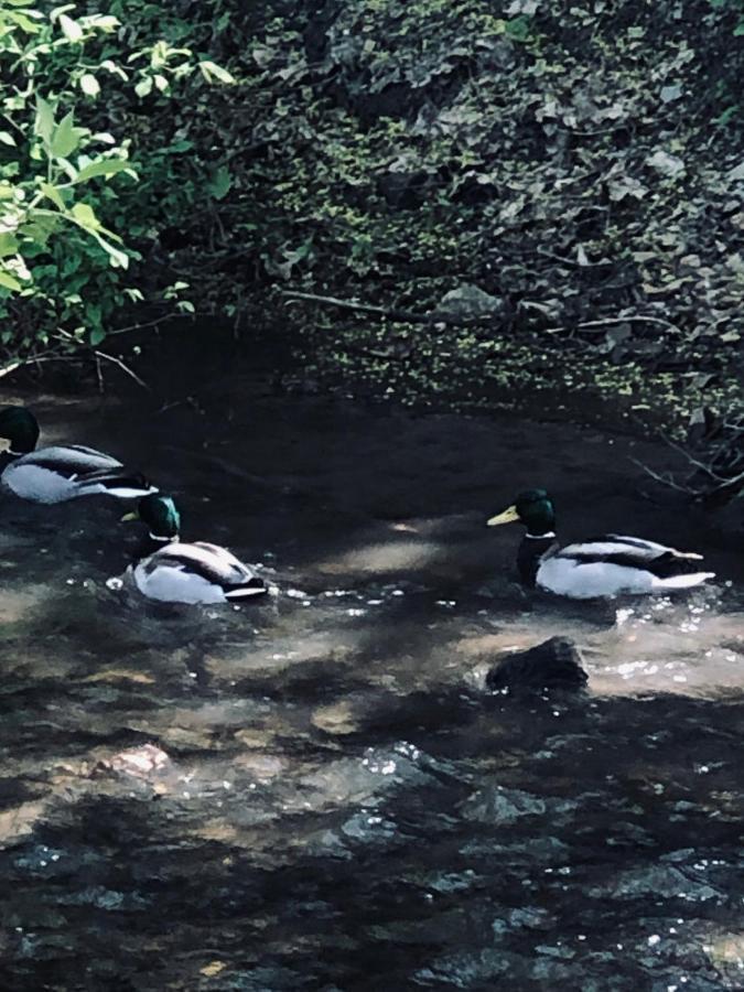 Domek Caloroczny Na Wylacznosc Niebieska Osada Nad Gorskim Potokiem Stary Waliszow Buitenkant foto